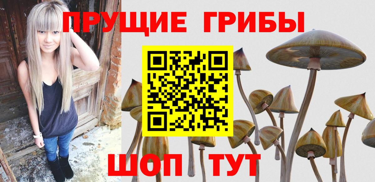 Псилоцибиновые грибы Psilocybine cubensis Подольск